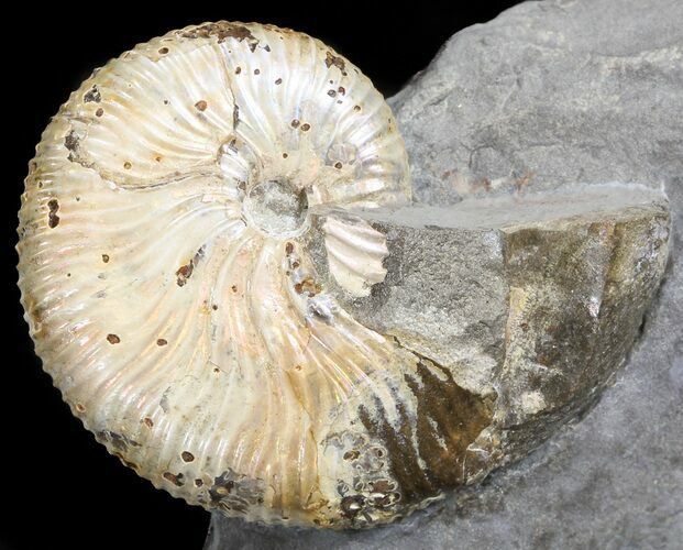 Hoploscaphites Brevis Ammonite - #43906